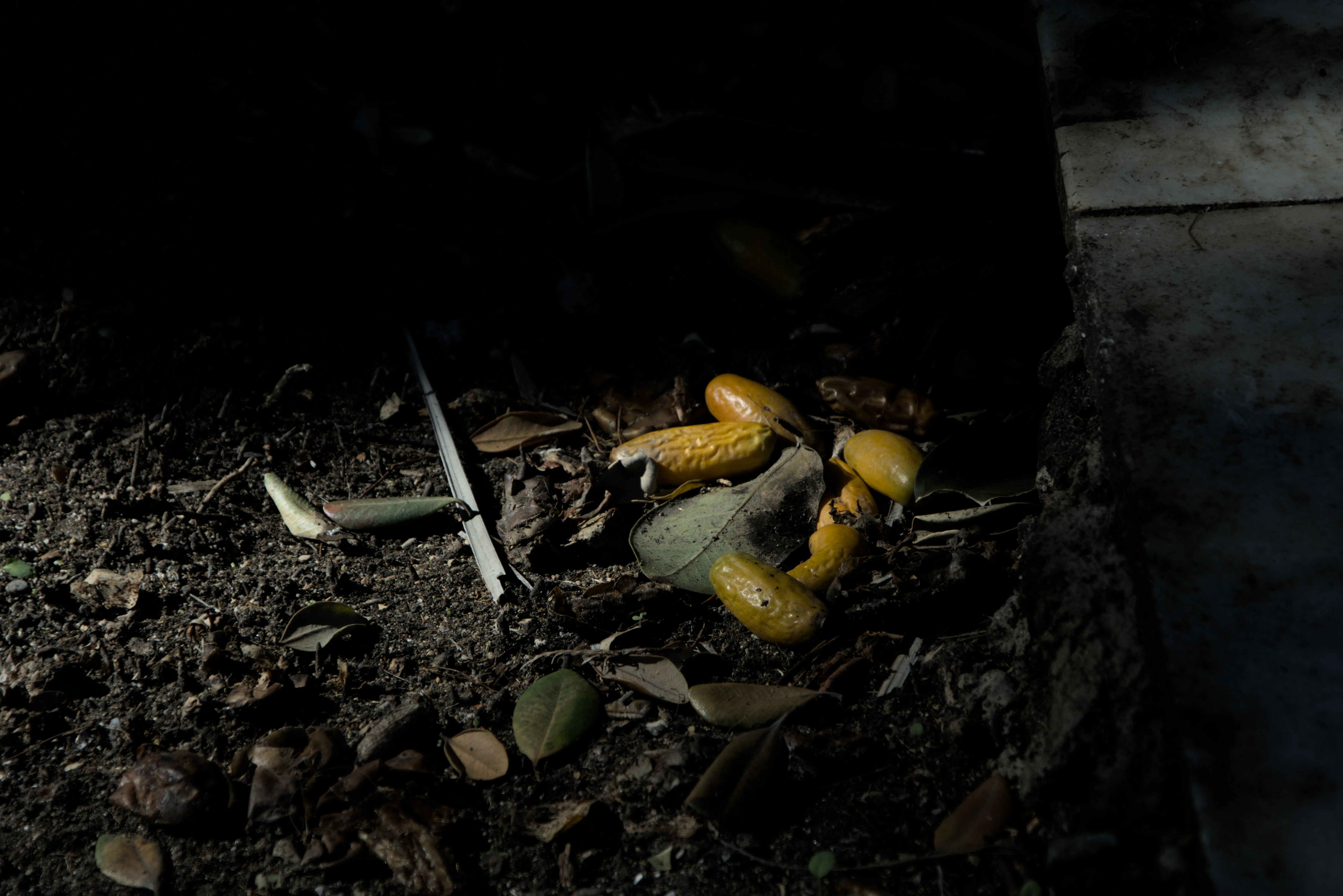 Tamron 28-300mm F3.5-6.3 (EF) - _I4A7046.webp